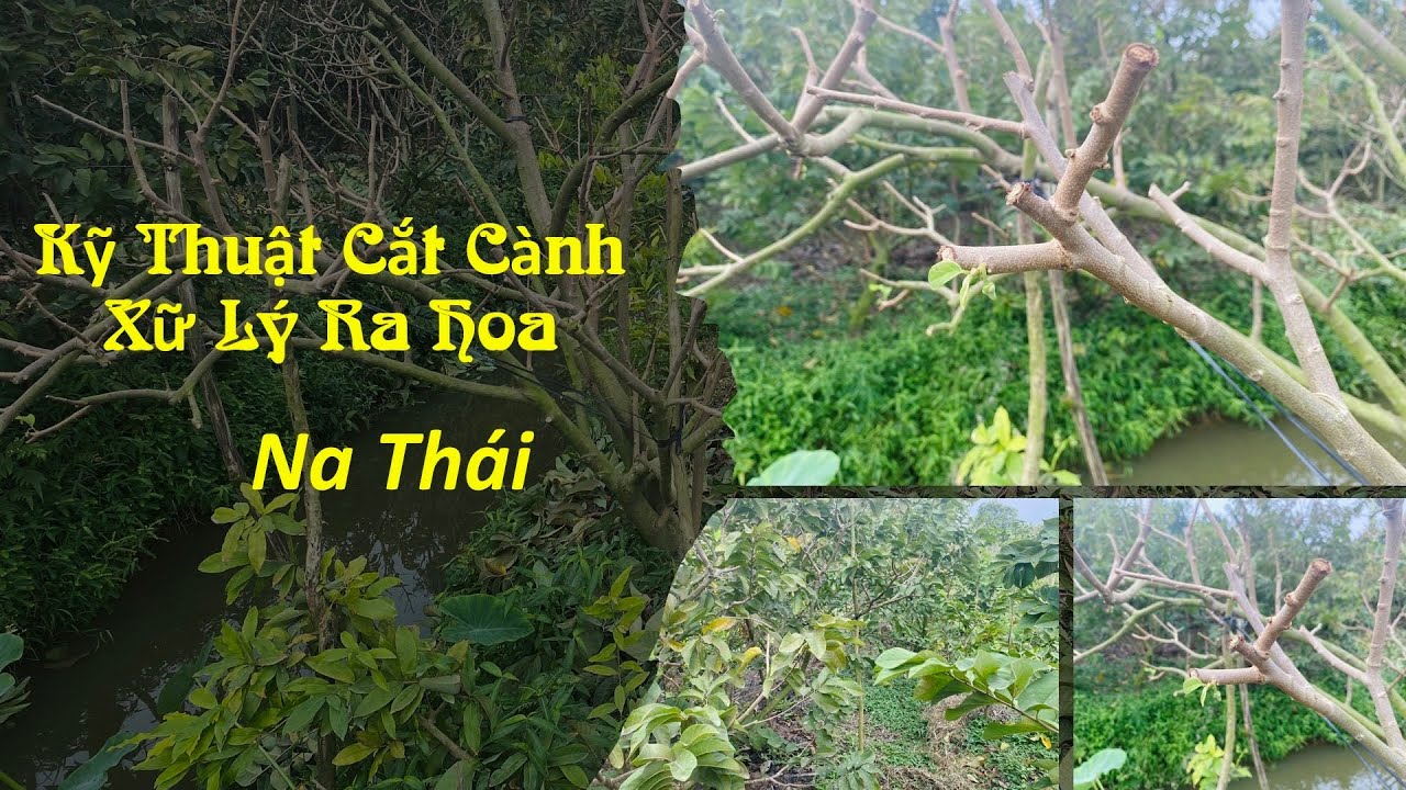 54. #nathai kỹ thuật cắt c&agrave;nh xử l&yacute; ra hoa cho c&acirc;y Na Th&aacute;i #mangcauna