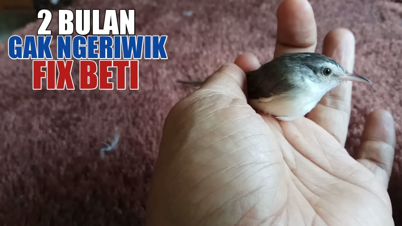 TIPS CARA MENGENALI CIBLEK SAWAH BETINA DI USIA MUDA