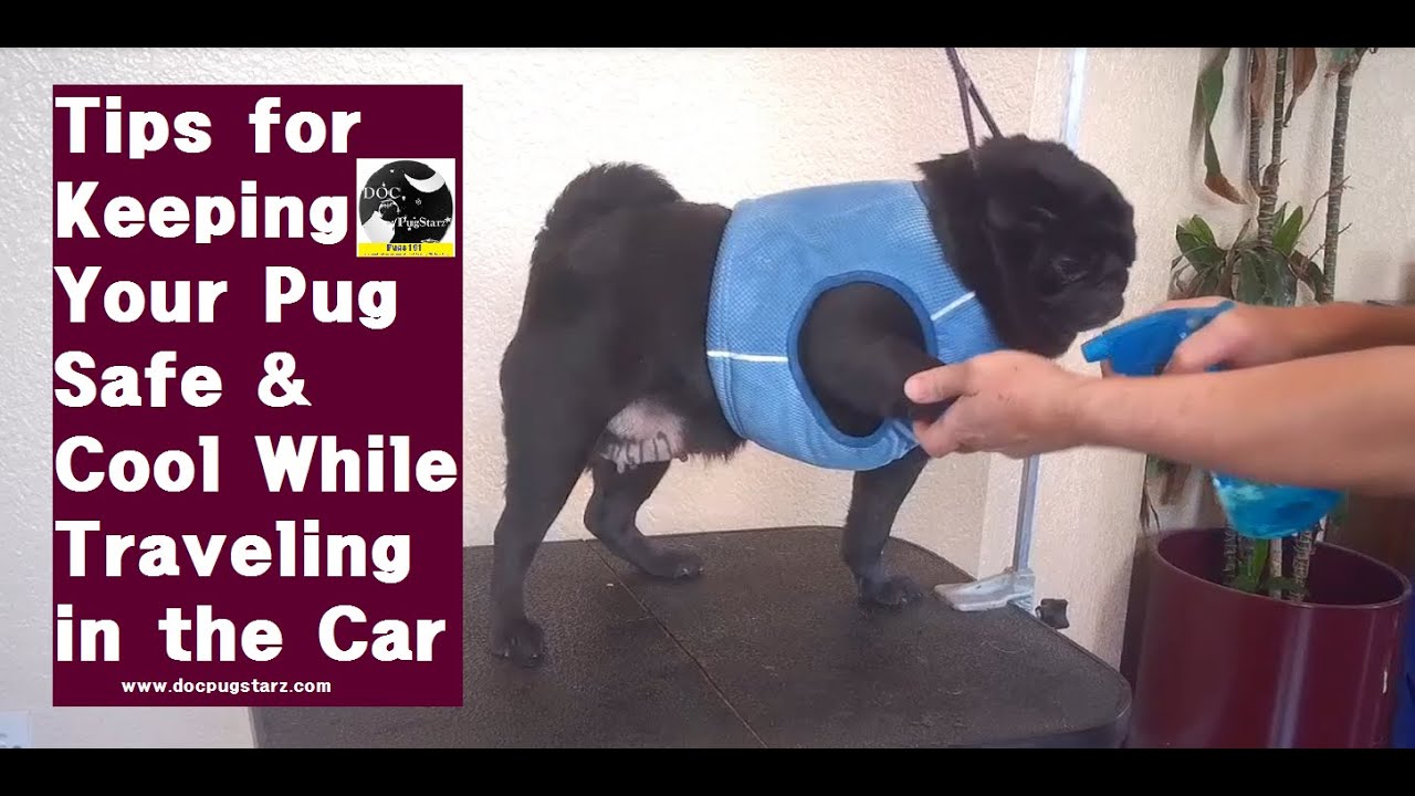 Pugs 101:  Tips for Traveling With Your Pug - Part 1:  Safety & Heat Control