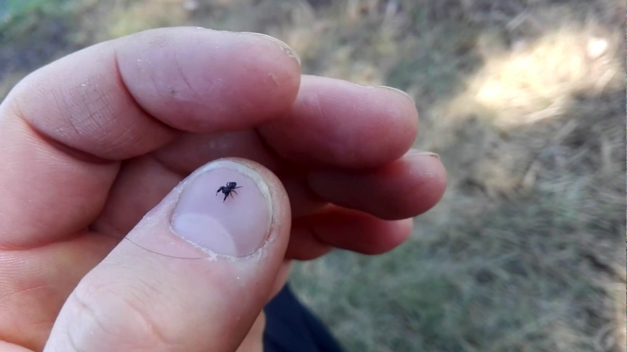 Паук-скакунчик. Salticidae sp. (Blackwall, 1841)