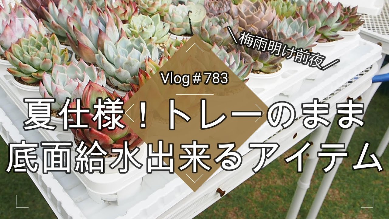 【Vlog783】【多肉植物】梅雨明け！夏仕様！トレーのまま底面給水出来るアイテム紹介【多肉棚】【水やり】