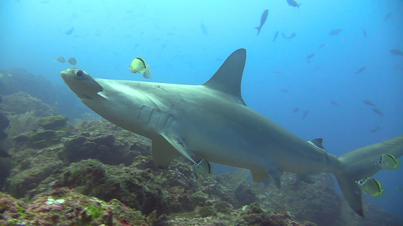 Diving in Cocos Island - Costa Rica 2019 - Hammerhead Shark paradise