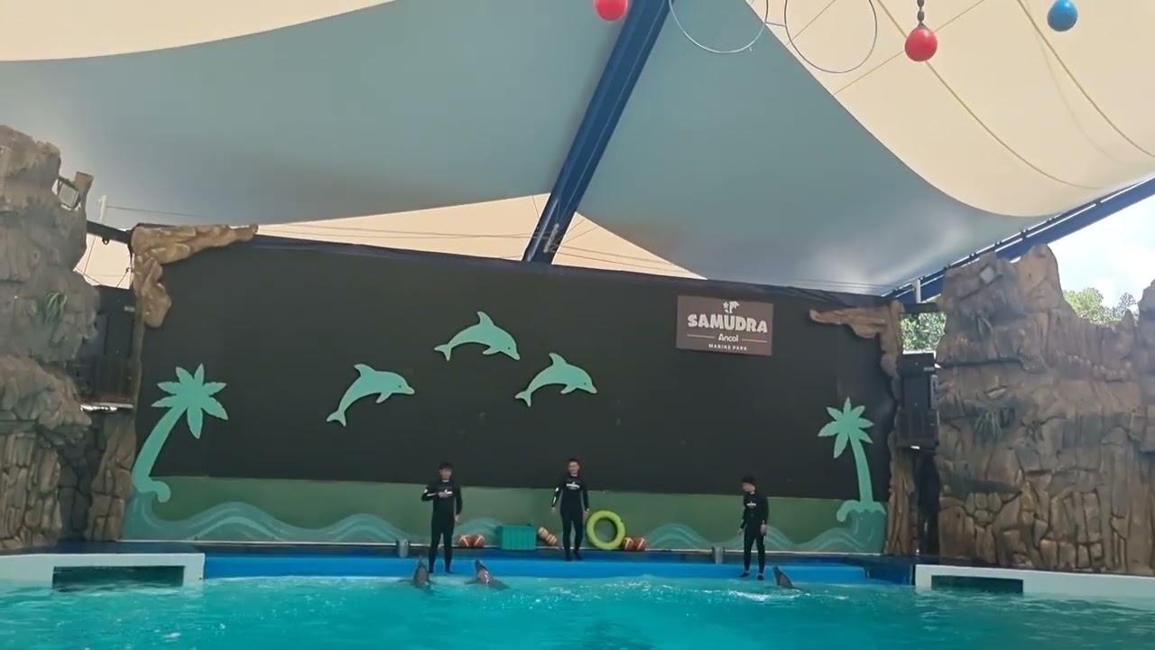 Dolphin Show at Ancol samudra Jakarta Indonesia 