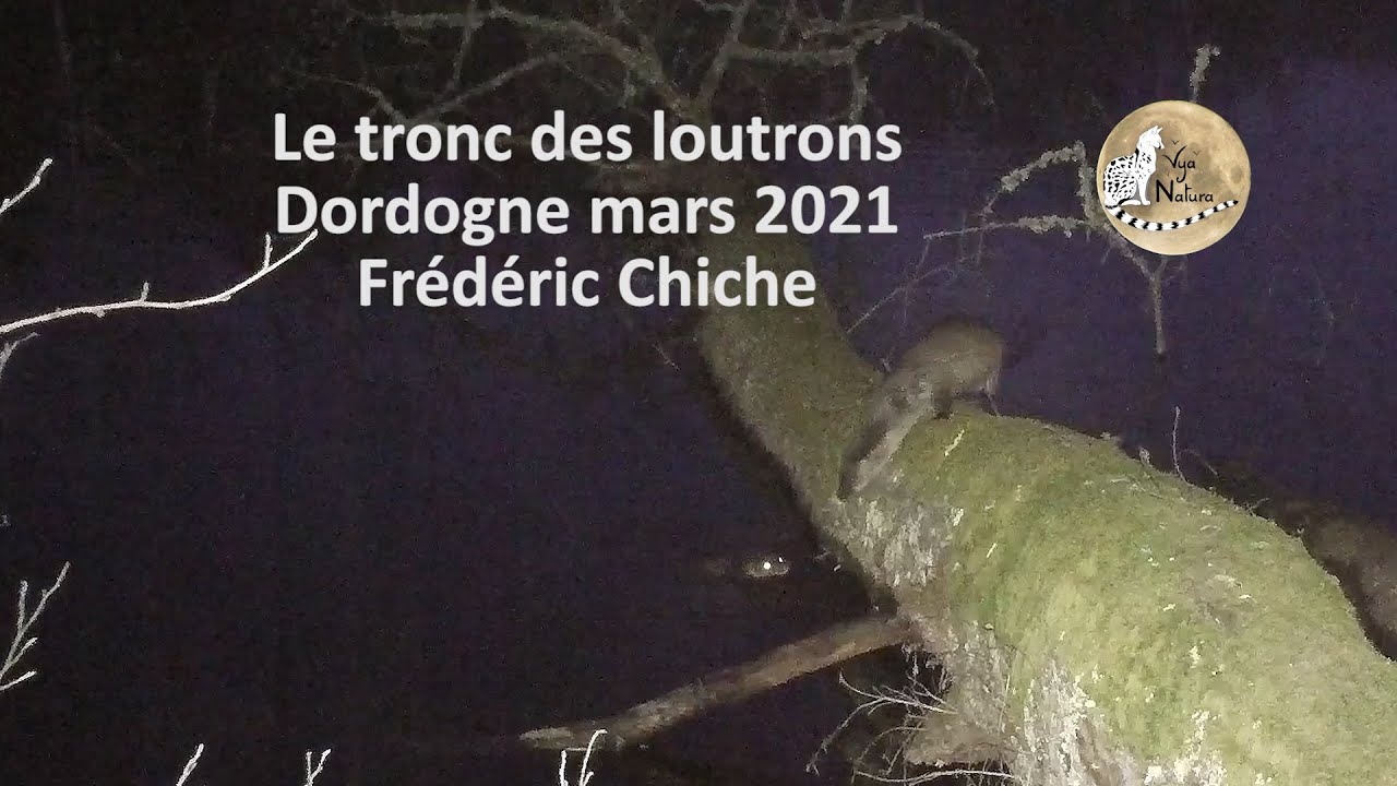 Le tronc des loutrons