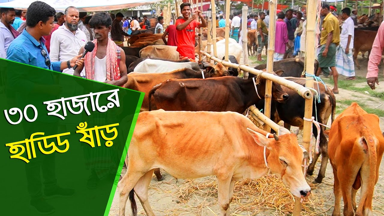 হাড্ডিসার গরুর হাট - সবচেয়ে কম দামে সিংগাইর হাটে হাড্ডি ষাঁড় | Cow videos || কৃষি ঘর