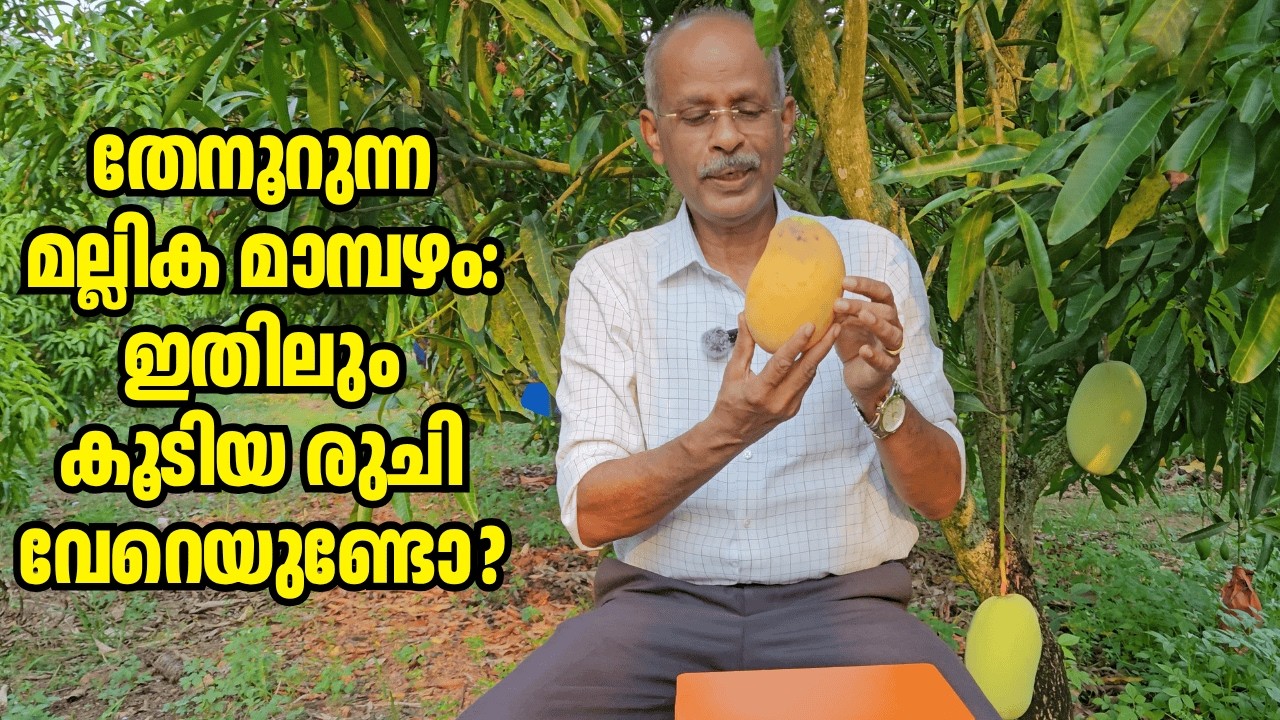 ഒരു തൈ നട്ടാൽ മതി, നൂറു മേനി മധുരം! മല്ലിക മാമ്പഴത്തിന്റെ വിശേഷങ്ങൾ | Mango Hives