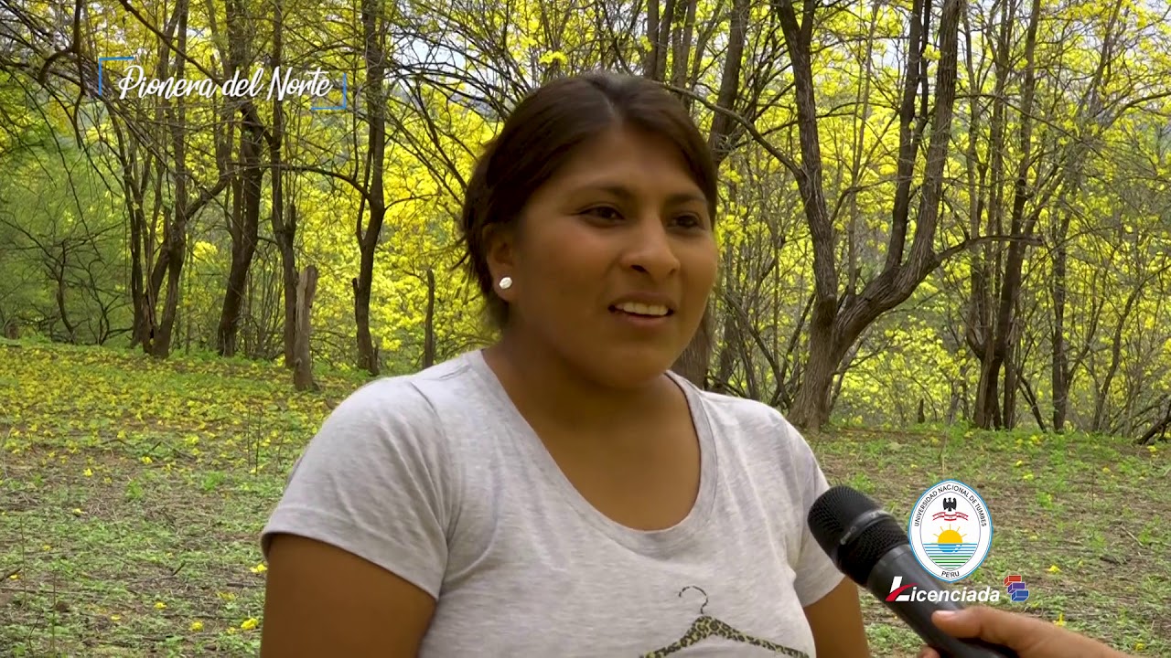 LA FLOR DE GUAYACÁN VISTIÓ DE AMARILLO CASITAS