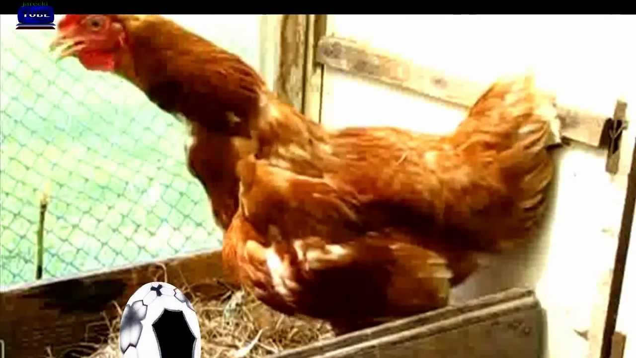 Koko Koko Euro Spoko parodia ☺