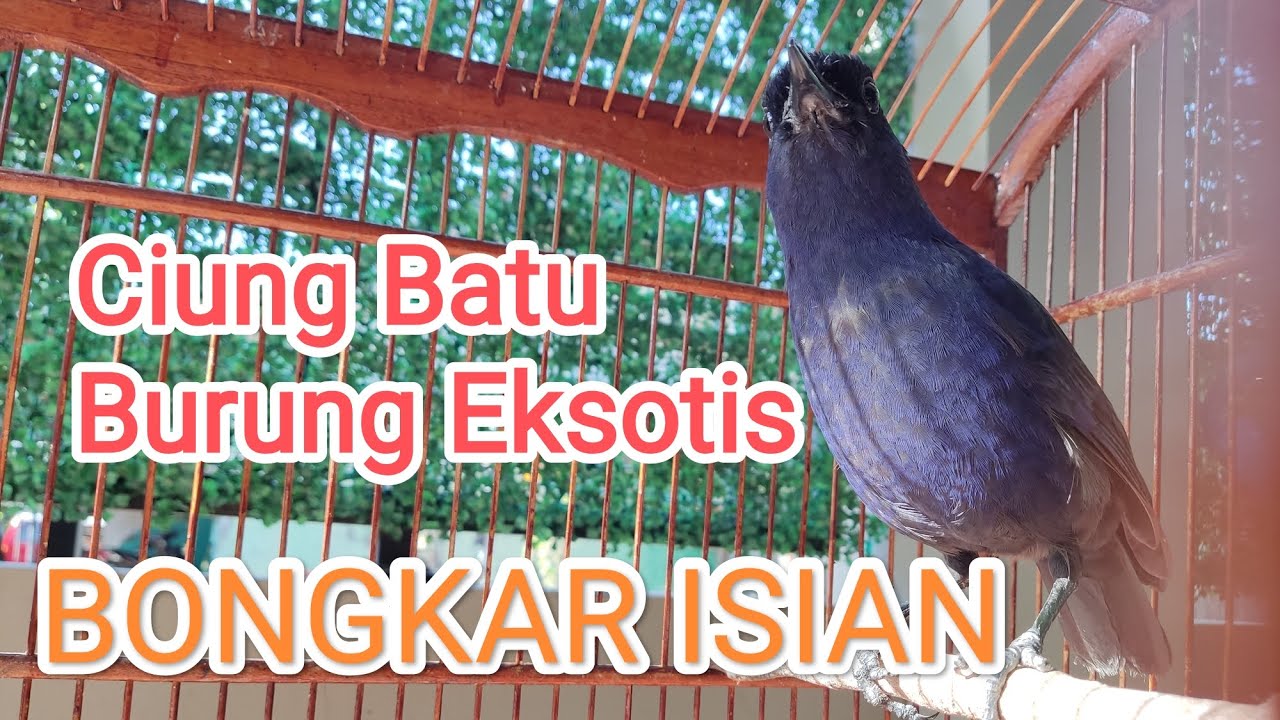 Ciung Batu Burung Eksotis Bongkar Isian