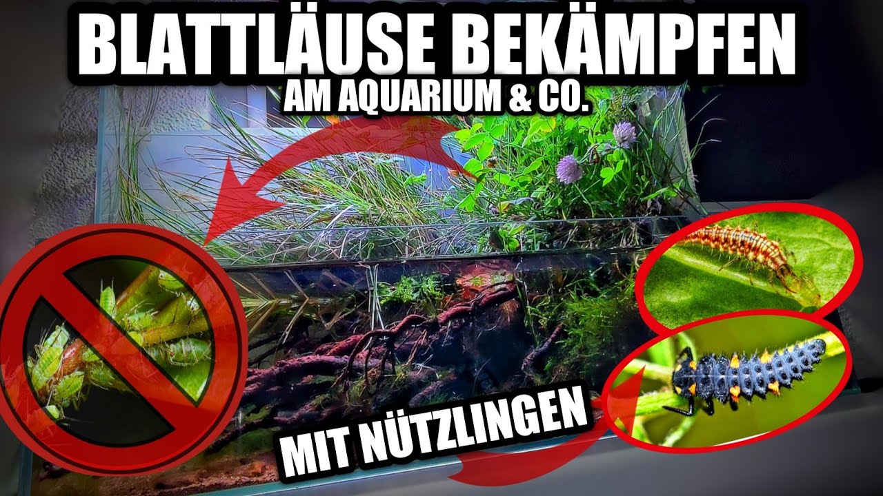 Blattl&auml;use im Aquarium / Paludarium mit N&uuml;tzlingen bek&auml;mpfen