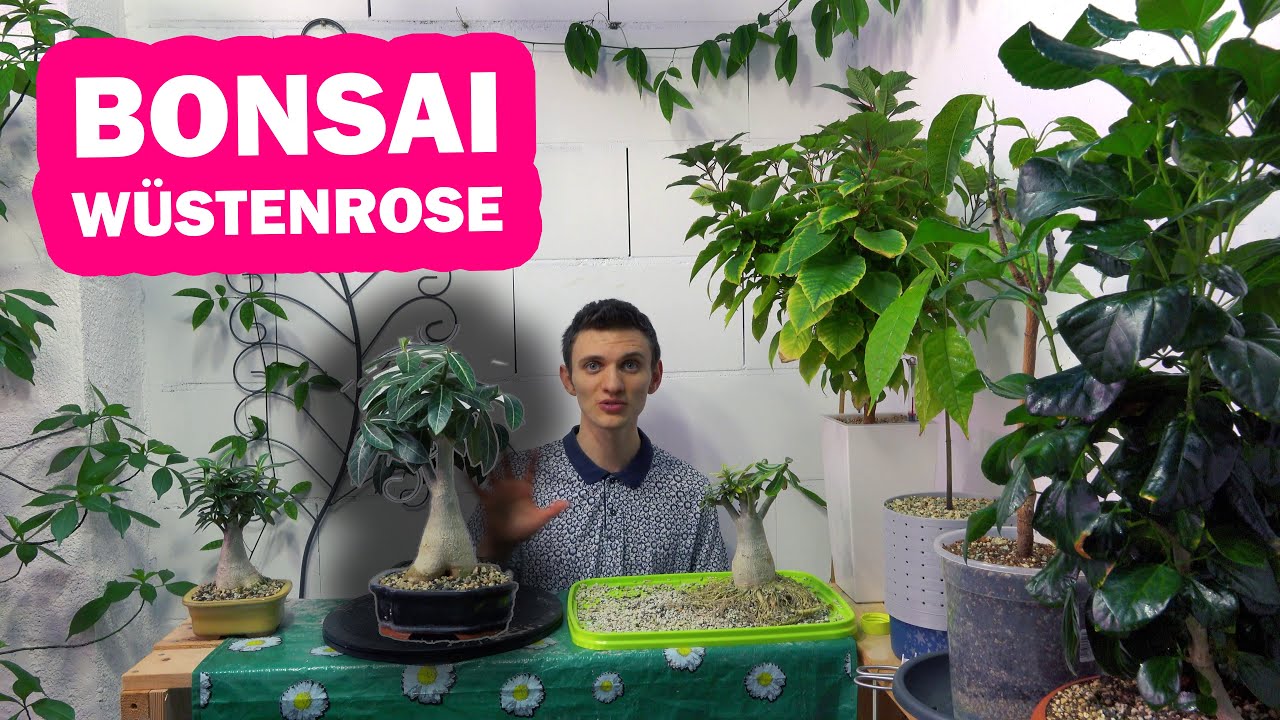 Wüstenrose BONSAI Updates JANUAR 2021 - Adenium Obesum Teil 1
