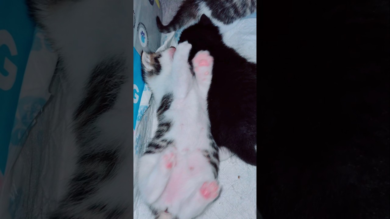 Little kitties playing 💗😍👌💓 