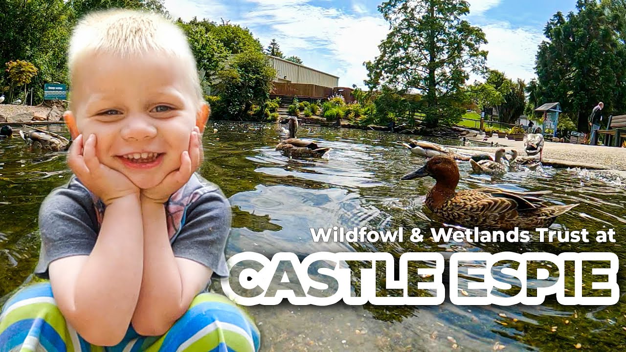A visit to Castle Espie, Wildfowl and Wetlands Trust at Comber, Co. Down
