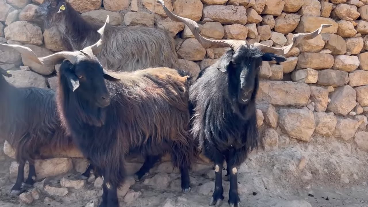 MARDİN KIZILTEPEDE MAHALLİ KEÇİSİ