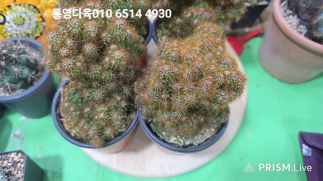 통영다육  라이브 방송