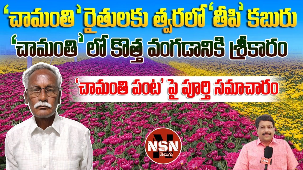 చామంతి సాగు పై పూర్తి సమాచారం / కొత్త వంగడానికి శ్రీకారం / FULL INFORMATION ON CHRYSANTHEMUM FARMING