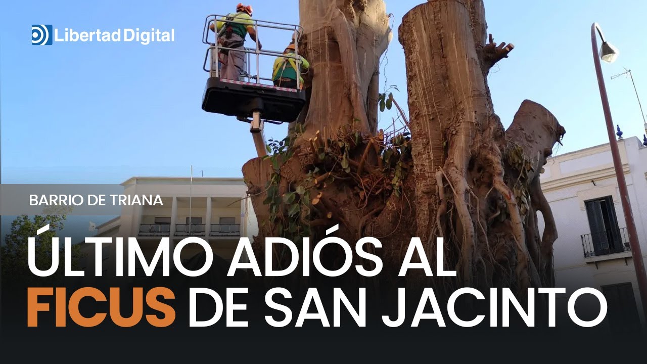 Ecologistas lloran y dan el último adiós al ficus de San Jacinto
