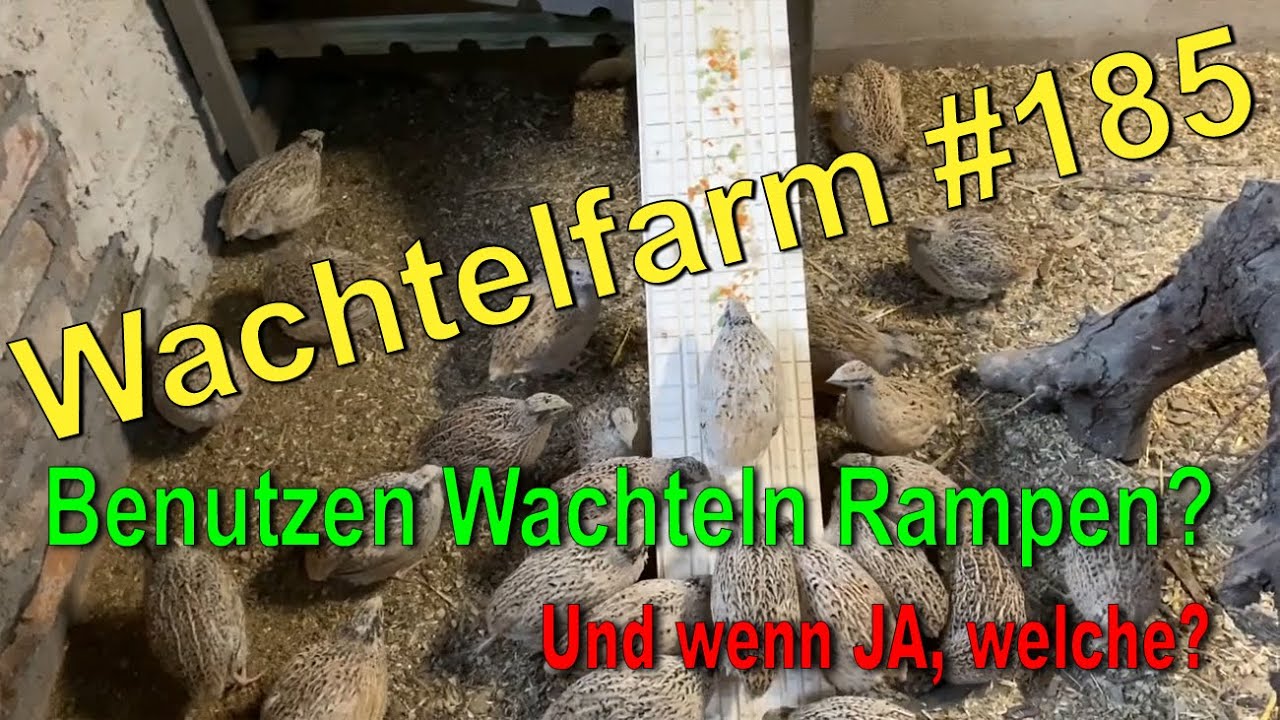 Laufen Wachteln Rampen hoch / Benutzen Wachteln Rampen überhaupt? - Wachtelfarm #185