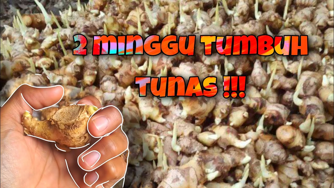 cara semai jahe cepat tumbuh tunas dalam 2 minggu