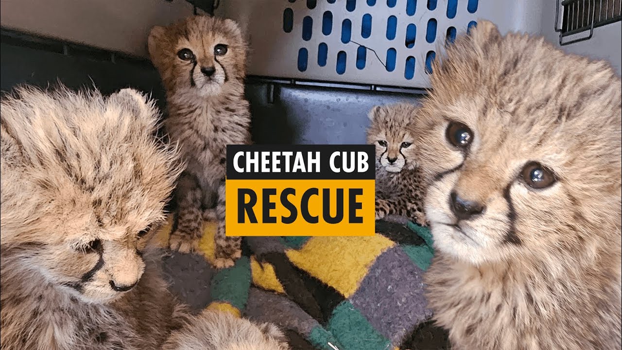 Born Free rescues four cheetah cubs in Ethiopia