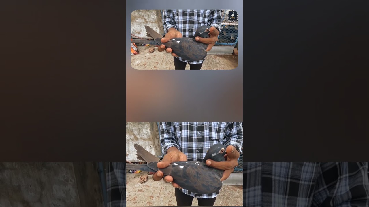 Warrangal Return Bird 🕊️ Thiru. Mathur Babu Birthday Exclusive | Racing Pigeon Special #pigeonhobby