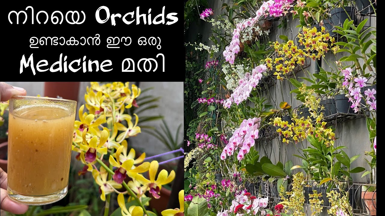 അടുക്കളയിലുള്ള  ഈ ഒരു അത്ഭുത മരുന്ന് മതി Orchid പൂത്തുലയാൻ / Orchid blooming care