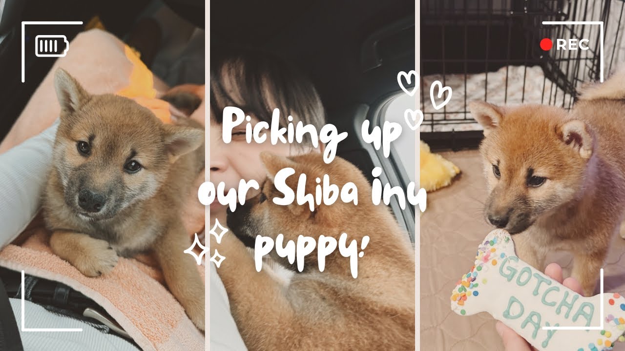 Picking Up Our 8-Week-Old SHIBA INU PUPPY! | prep, puppy essentials, shopping haul 🐕🐾💕