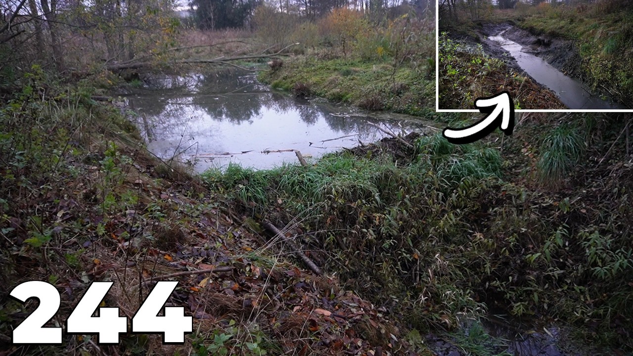 Beaver Engineering vs Excavator Power - Dismantling The Dam Step by Step - Episode No.244