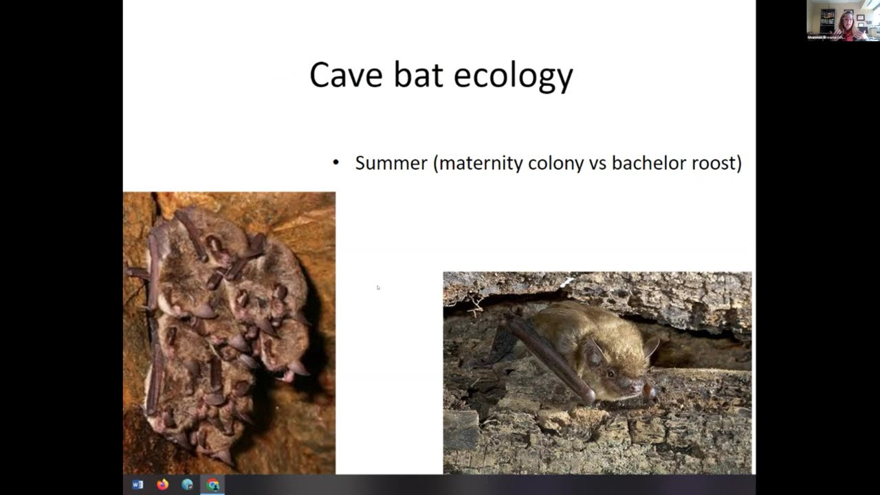 Ecology of Maryland's Cave Bats- Dr. Shannon P. Browne- Episode 6