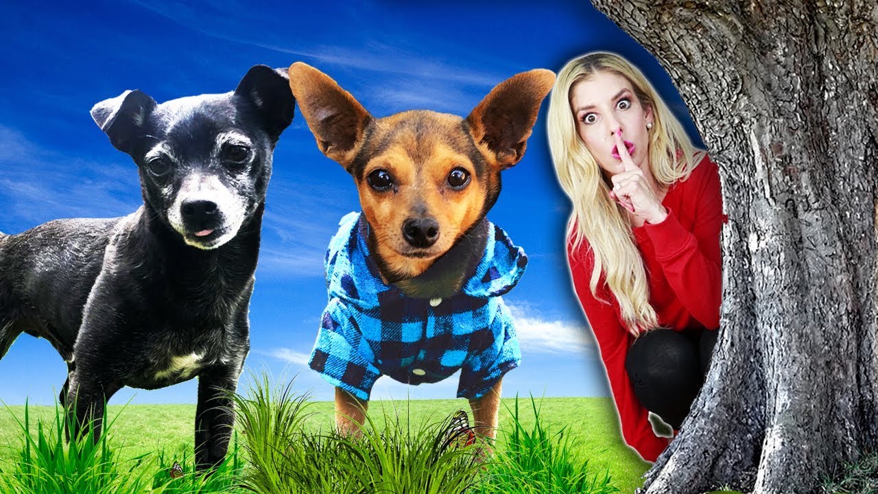 Hide and Seek Challenge with Our Dogs for the First Time! (Best Hiding Spot Wins) PawZam Dogs