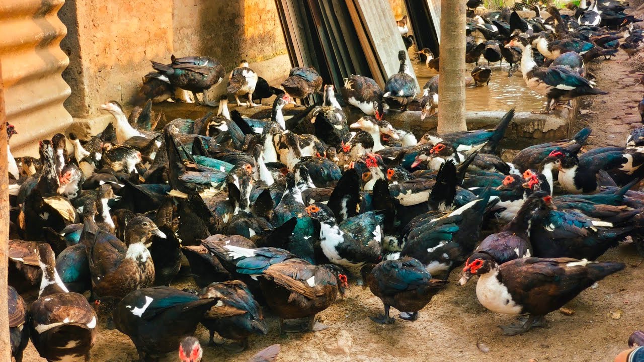 হাঁসকে মিশ্রিত খাদ্য খাওয়ানো বেশি লাভজনক। Duck Farming is profitable.