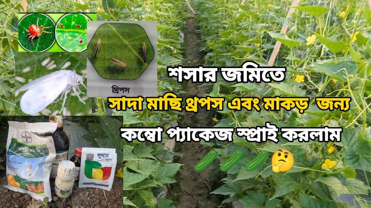 শসার জমিতে। সাদামাছি থ্রপস এবং মাকড়ের জন্য। কম্বো প্যাকেজ স্প্রে করলাম 🤔🤔🥒🥒#bangladeshagrofarmer 