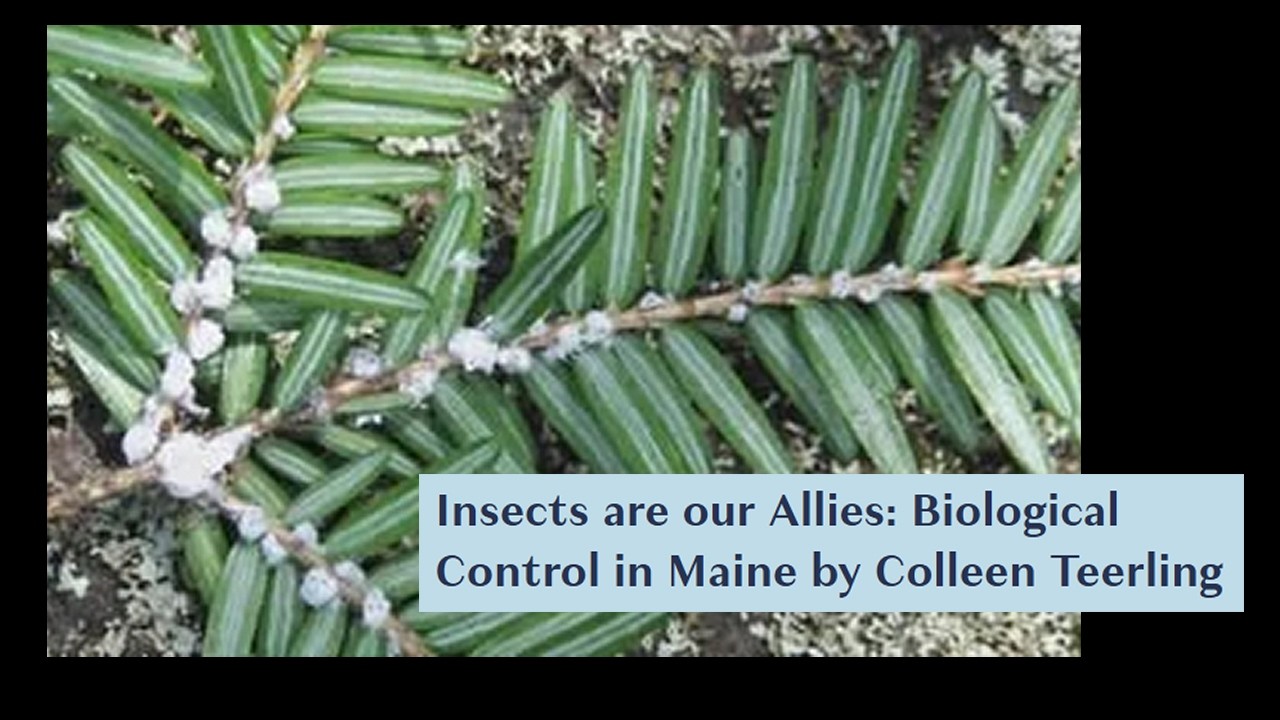 Insects are our Allies: Biological Control in Maine by Colleen Teerling