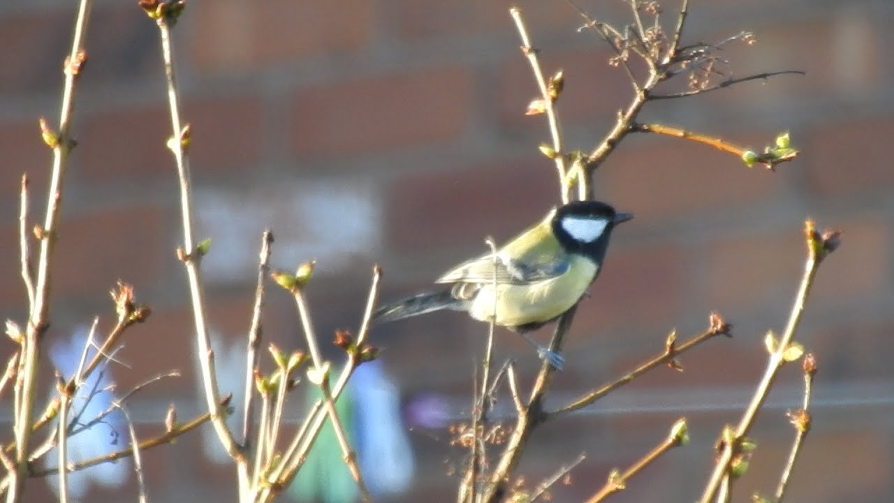 Great Tit & Sparrows. Feed the birds UK 31 01 26