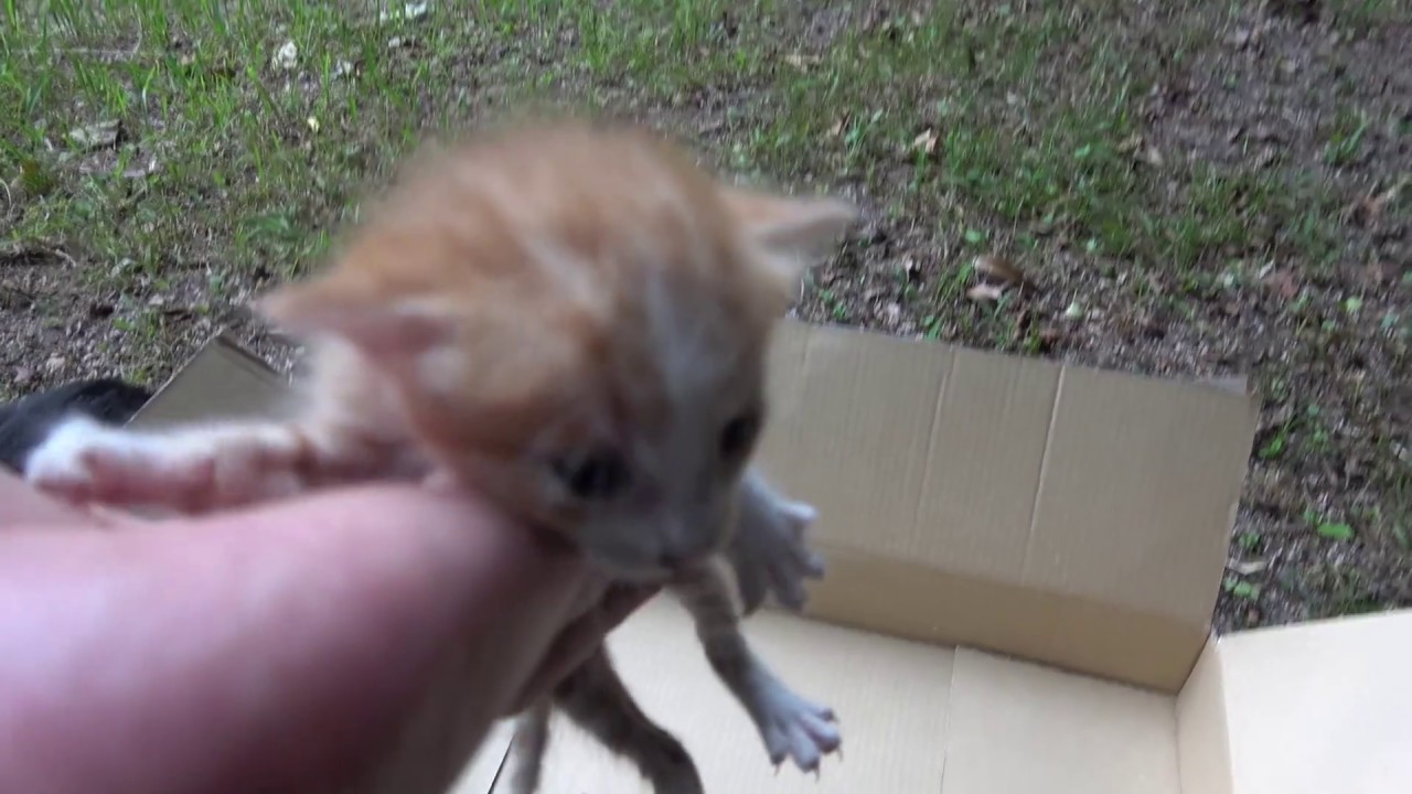 産まれたての3匹の赤ちゃん子猫を発見(*_*)👶😼🐾