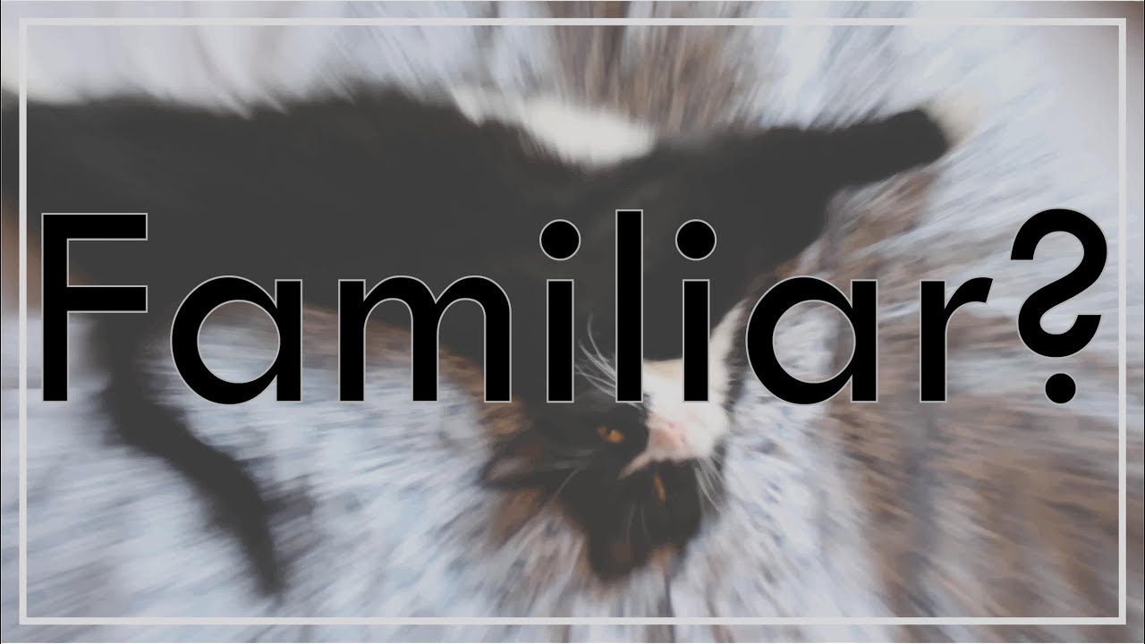 Is My Pet My Familiar? How Do You Tell?