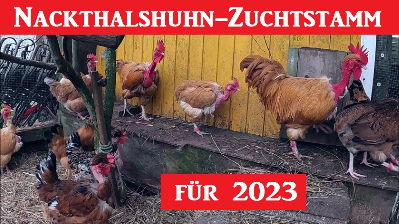 Der Zuchtstamm meiner Nackthalshühner für 2023  !