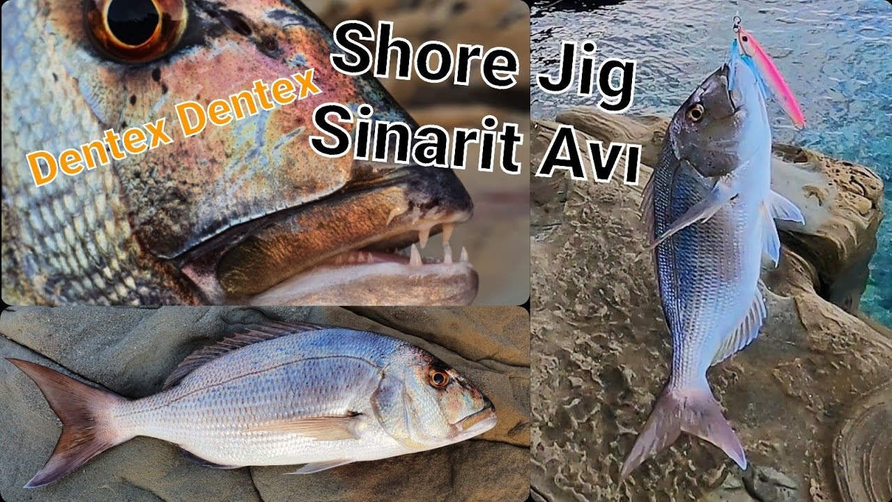 Shore Jigging Sinarit Avı - Dentex Dentex