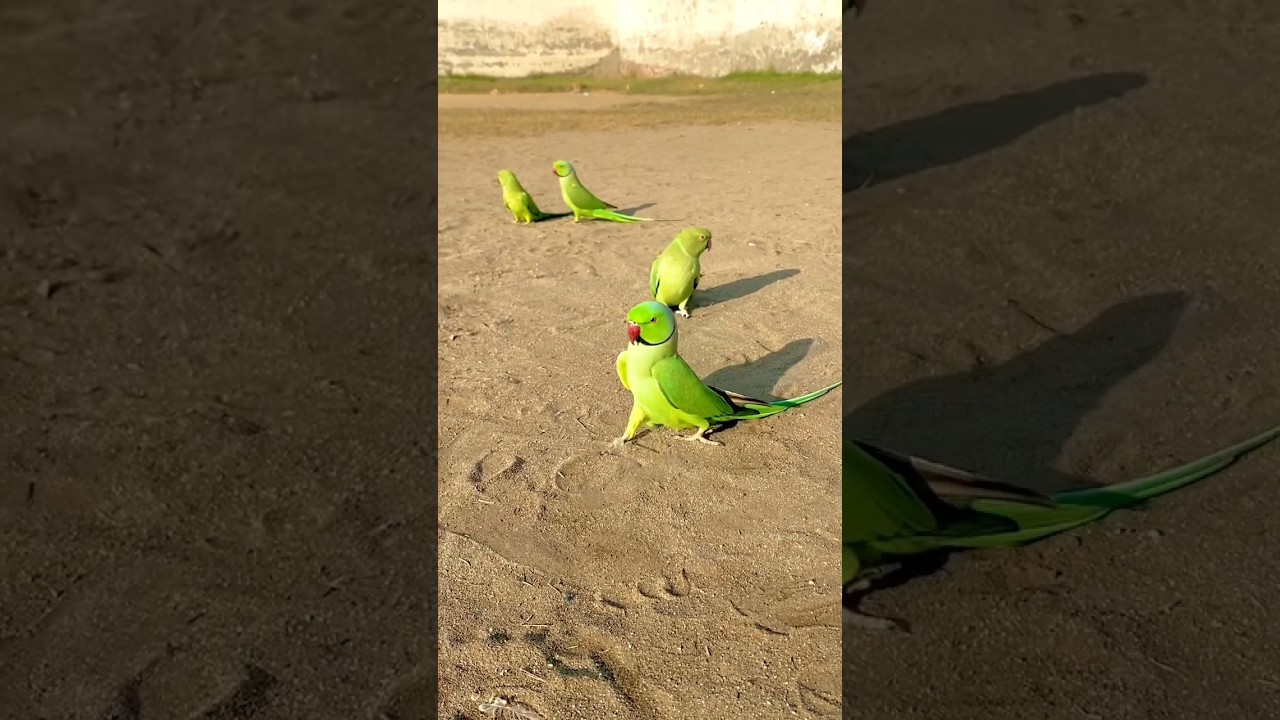 Parrots Green Open Jora Ringneck #fantasticparrot