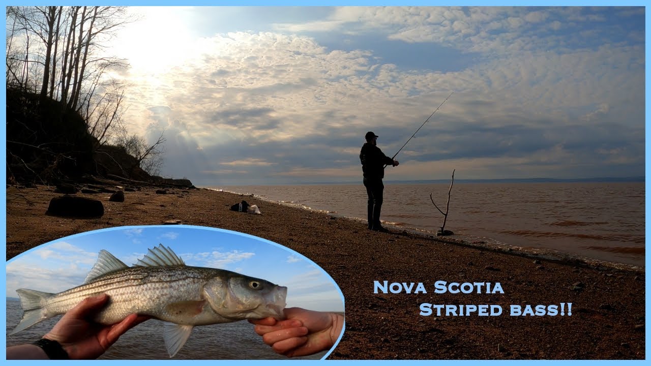 Nova Scotia's Hidden Fishing Gem! | Bay of fundy Striped Bass