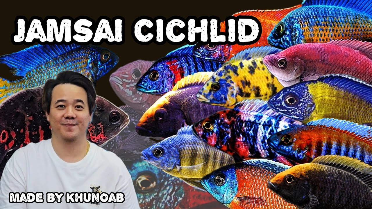 Jamsai Cichlid ❤️ | ปลาหมอมาลาวี ล้น ล้น !!
