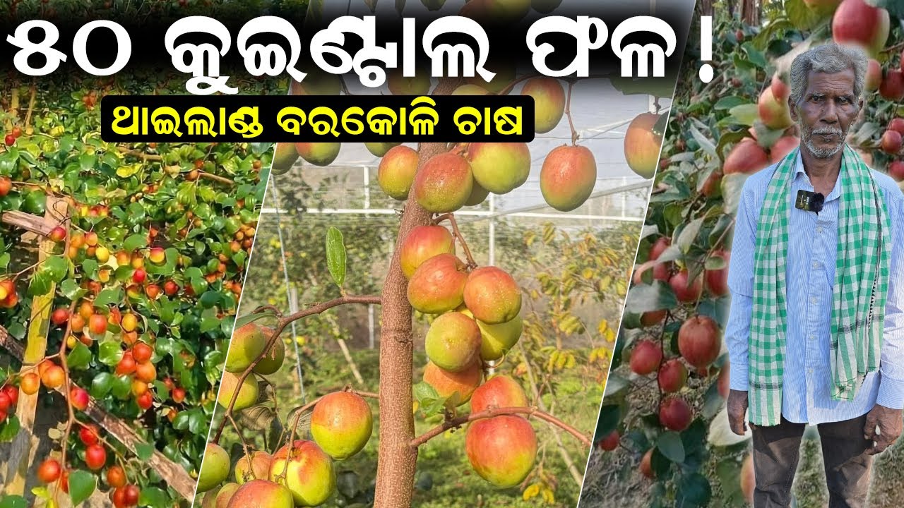 ୫୦ କୁଇଣ୍ଟାଲ ଫଳ || Farmer Success Story || E-Farming Agrokart se Apple Ber ki Safal Kheti !
