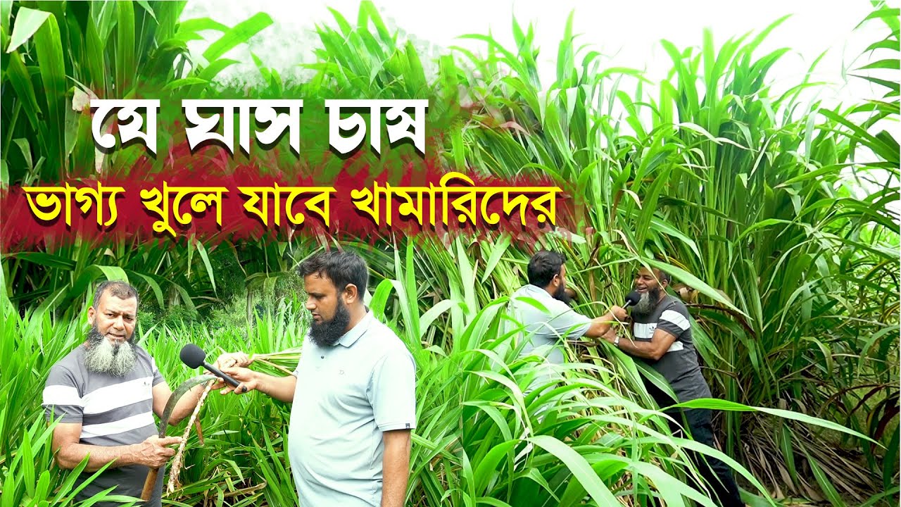 যে ঘাস চাষে ভাগ্য খুলে গেল খামারিদের । #agriculture #vrial #farming