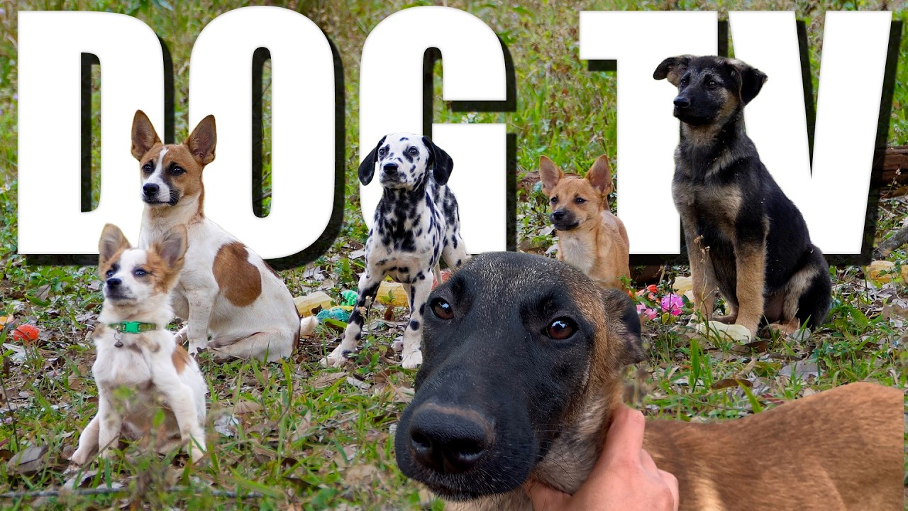 🔴 Dog TV 🐶 Watch the Pack Adventure All Day in the Forest 🐾 Video for Dogs 🐶 Daycare for your dog