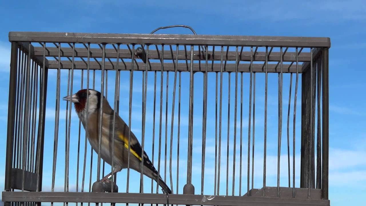 Canto de jilguero al aire libre | Silvestrismo | HD