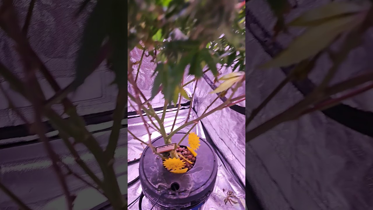 Apple Fritter: The Perfect Strain for Love
