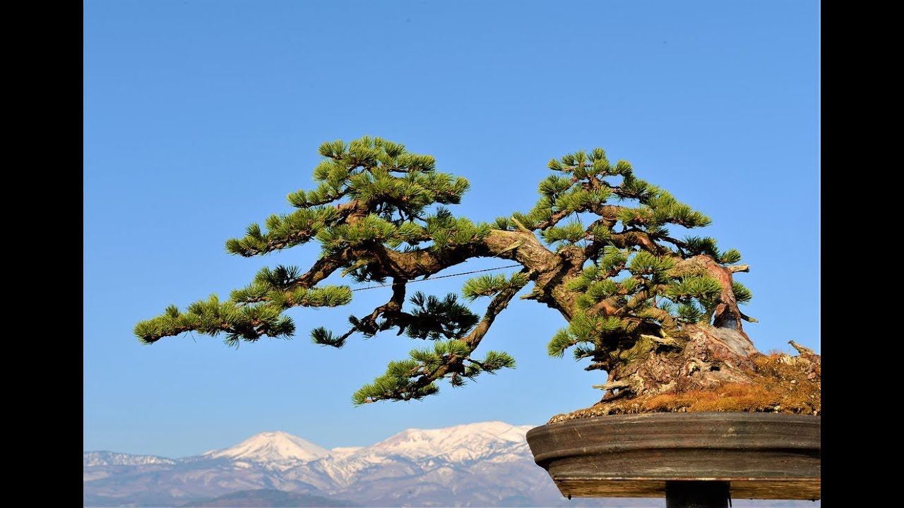 VẺ ĐẸP CỦA THÔNG NHẬT BẢN BONSAI - BEAUTY OF JAPANESE BONSAI