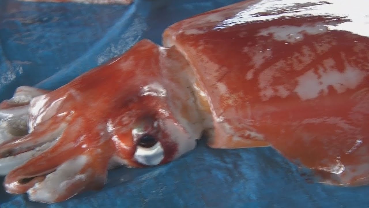 アカイカの水揚げ最盛期　但馬の秋の味覚