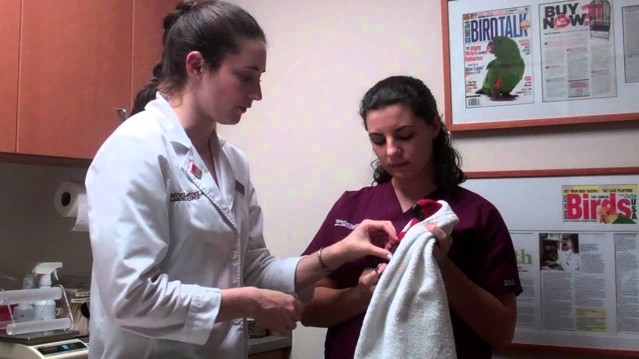 A bird examination at the Veterinary Center by Dr. Michelle Ravich