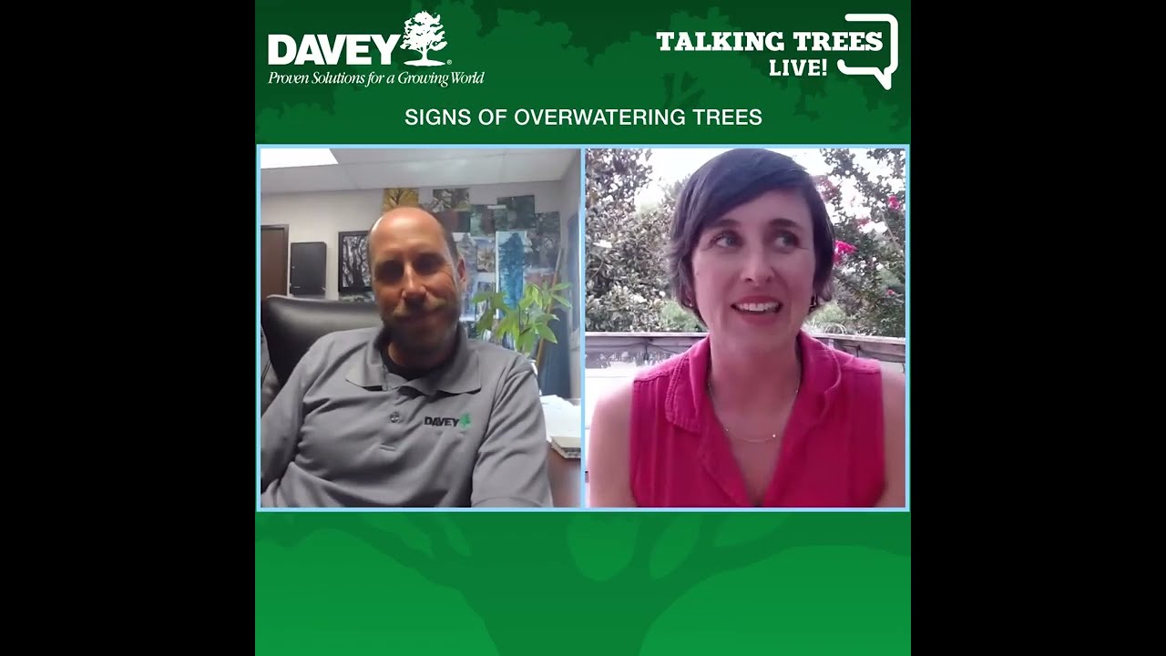 Signs of Overwatering Trees